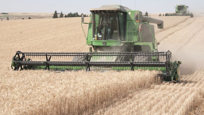Combines harvesting wheat