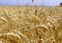 Wheat crop