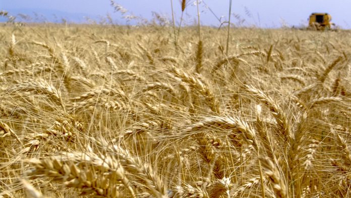 Wheat crop