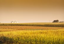 Midwest corn field and grain silos