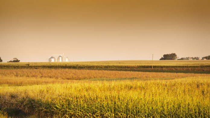 Midwest corn field and grain silos