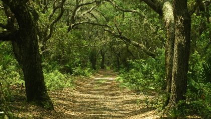 Georgia Forest