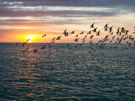 Birds flying over the Gulf of Mexico