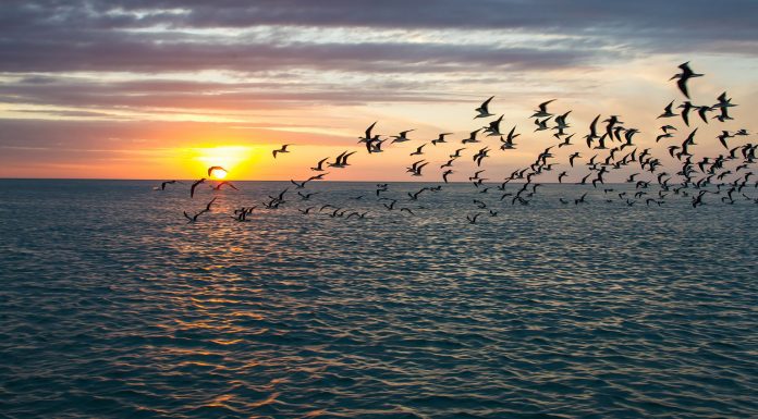 Poll Finds Gulf State Voters Overwhelmingly Support Offshore Energy Exploration and Sensible Energy Solutions bird