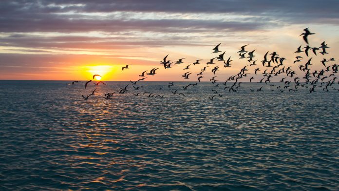 Birds flying over the Gulf of Mexico