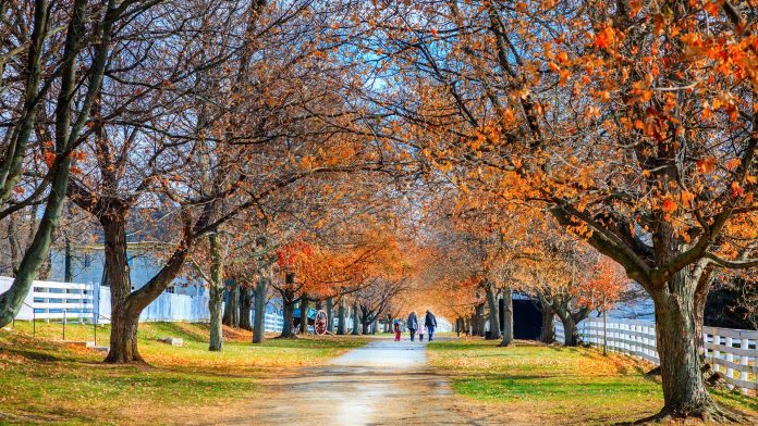 Family Walking in the Park