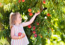 Girl Picking Peaches