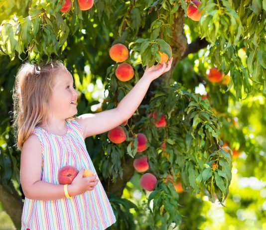 Girl Picking Peaches