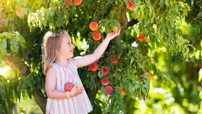 Girl Picking Peaches