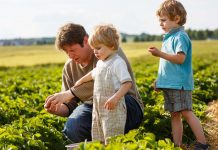 Young man and his two sons on organic strawberry farm in summer, picking berries
