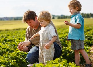Young man and his two sons on organic strawberry farm in summer, picking berries