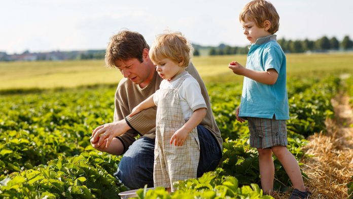 Young man and his two sons on organic strawberry farm in summer, picking berries