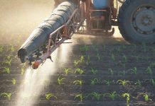 Tractor fertilizes crops corn in spring