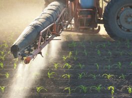 Tractor fertilizes crops corn in spring