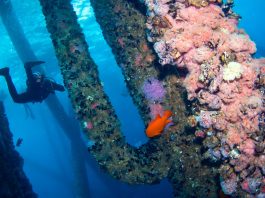 Divers at a coral reef