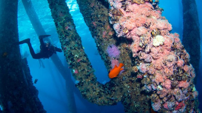 Divers at a coral reef