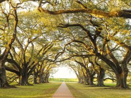 Louisiana Southern Oak Alley Plantation Architecture with Tree Canopy