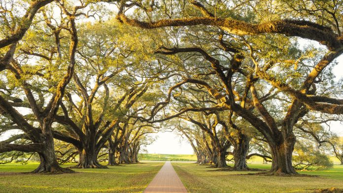 Louisiana Southern Oak Alley Plantation Architecture with Tree Canopy