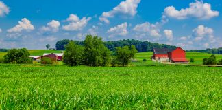 Ohio farm with springtime corn crop