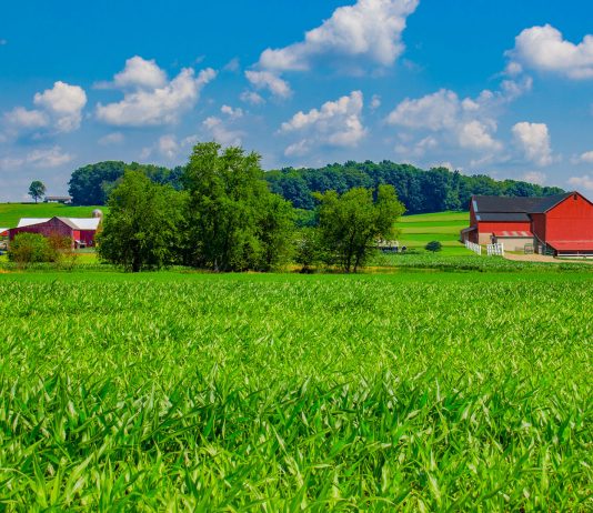 Ohio farm with springtime corn crop