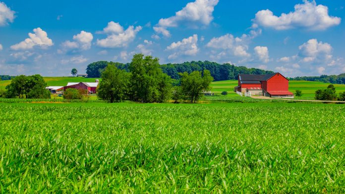 Ohio farm with springtime corn crop