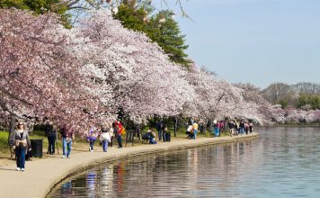 Cherry Blossom Festival In Washington DC