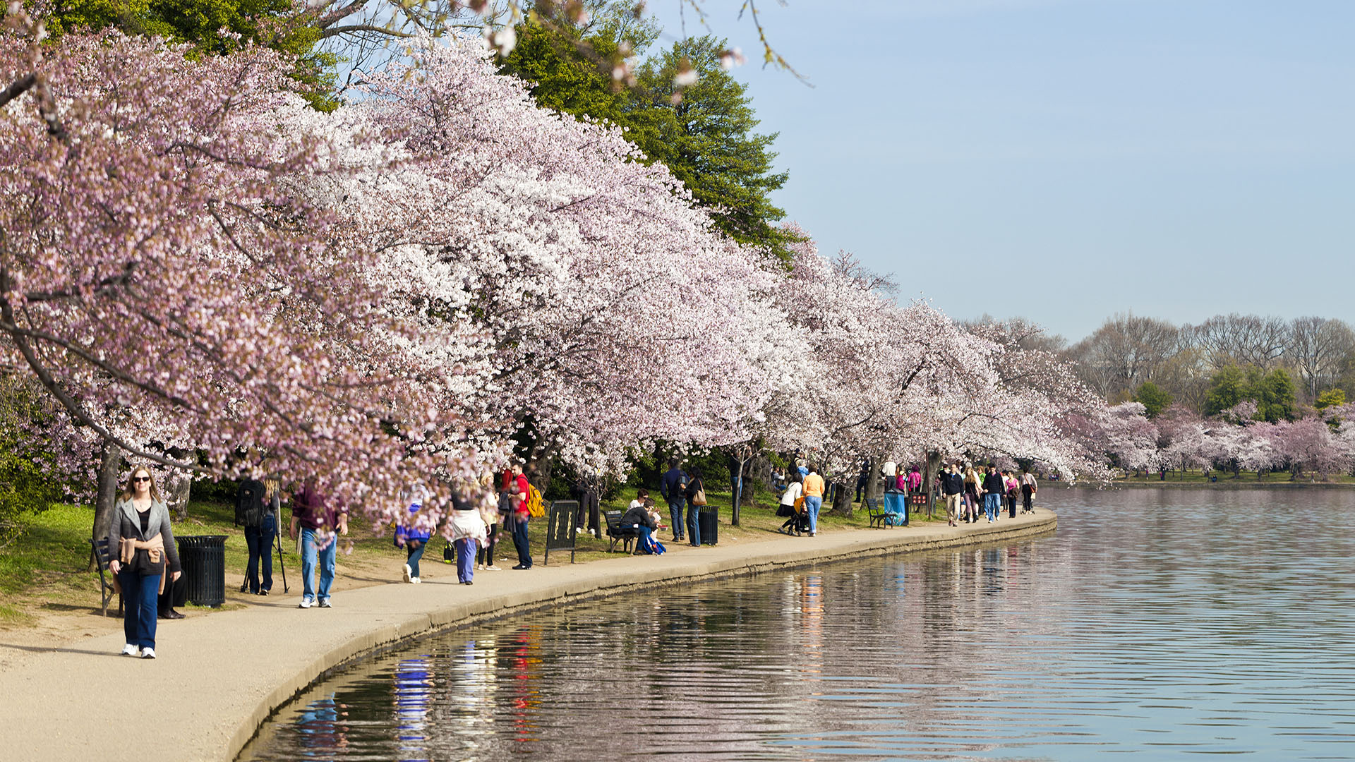 Cherry Blossom Festival In Washington DC, USA Consumer Energy Alliance