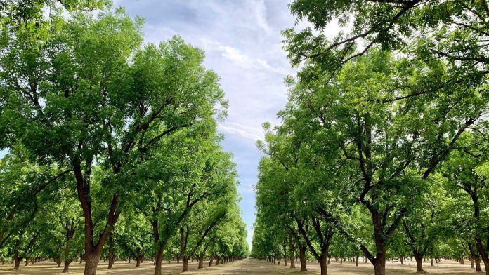 New Mexico Pecans