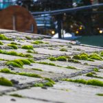 Green moss and algae on slate roof tiles