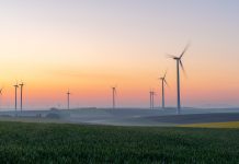 Young wheat in field and wind turbines at sunrise