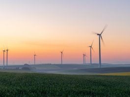 Young wheat in field and wind turbines at sunrise