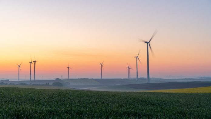 Young wheat in field and wind turbines at sunrise