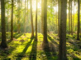 Leading Consumer Energy and Environmental Advocate Applauds South Jersey Industries’ New Clean Energy and Sustainability Plan earth day