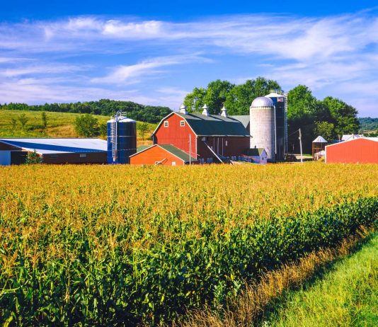 Corn crop and Iowa farm at harvest time
