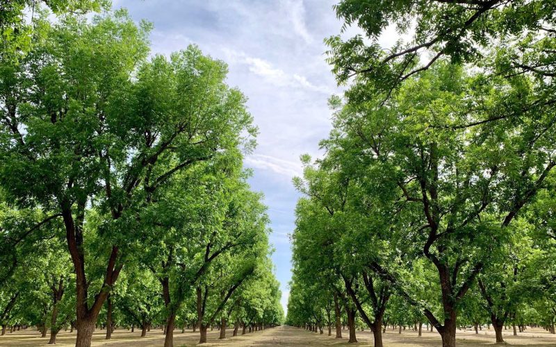 New Mexico Pecans