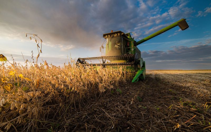 Harvesting of soybean field in sunset