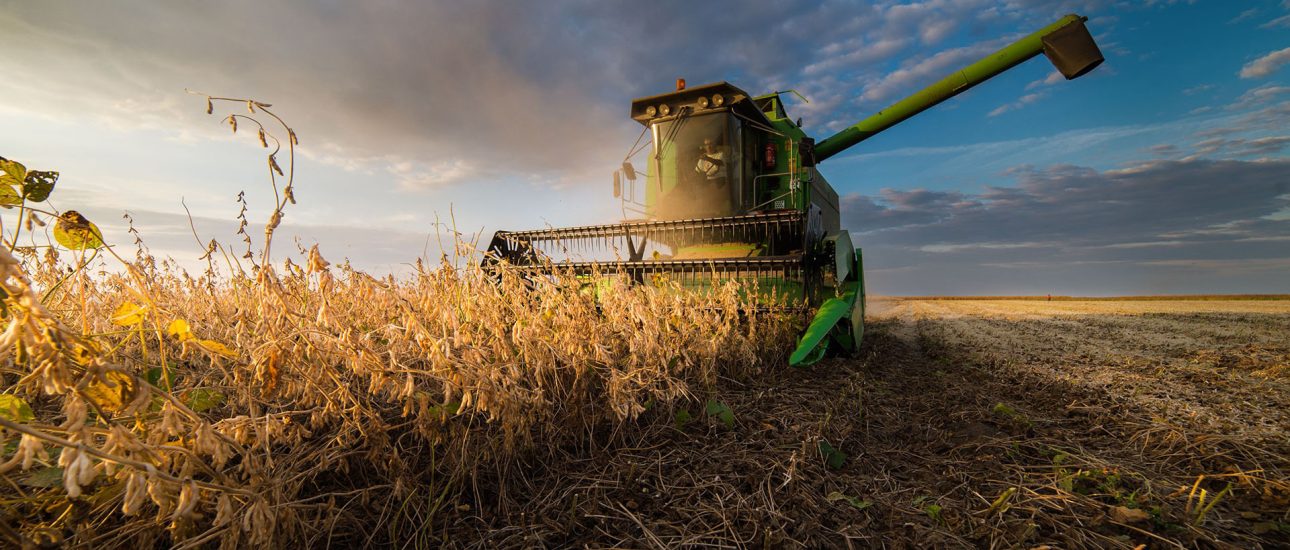 Harvesting of soybean field in sunset