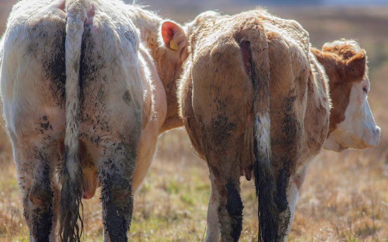 Cows in a field