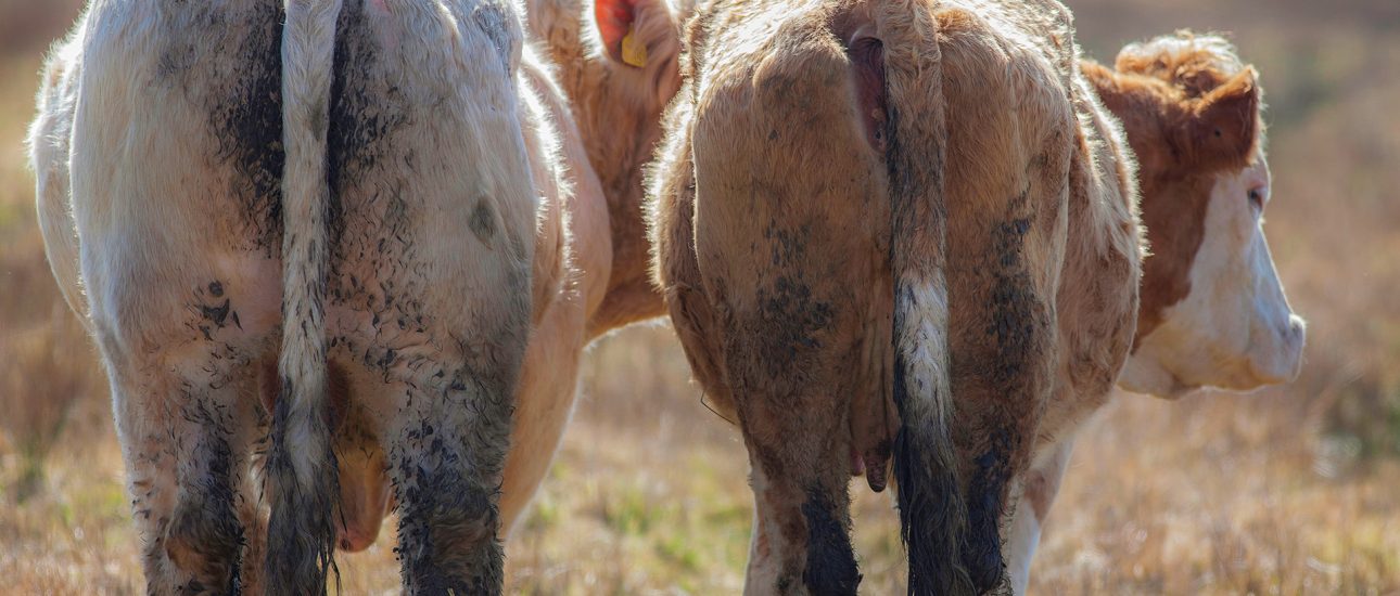 Cows in a field