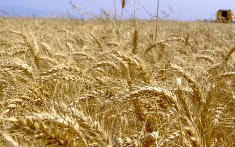 Wheat crop