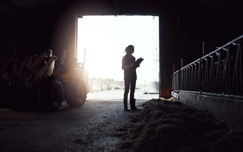 Early morning rounds on the farm