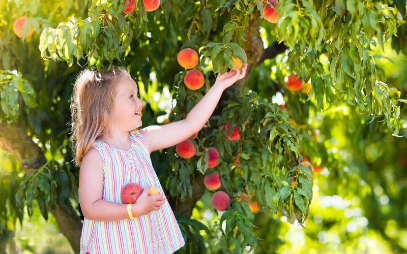 Girl Picking Peaches