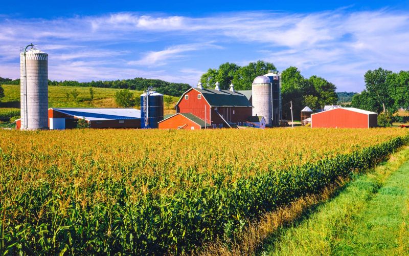 Corn crop and Iowa farm at harvest time