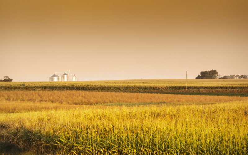 Midwest corn field and grain silos