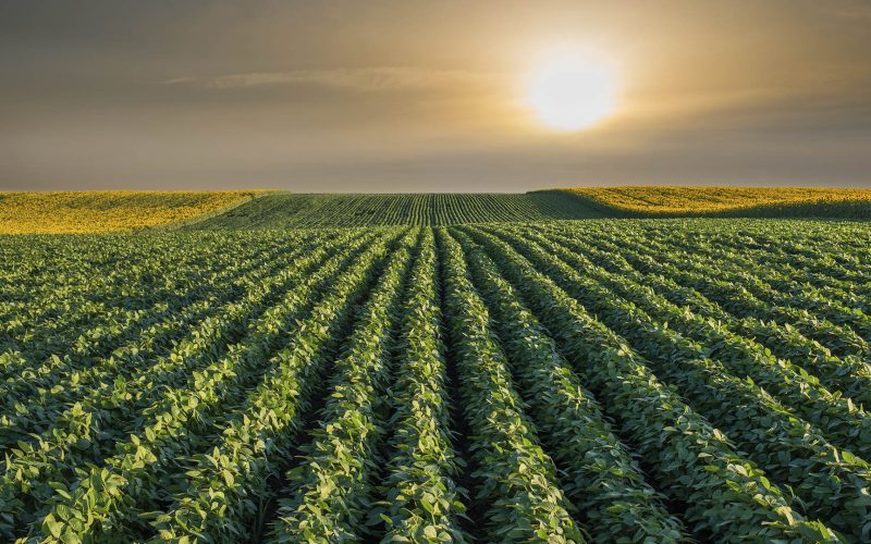 Soybean Field Rows in sunset