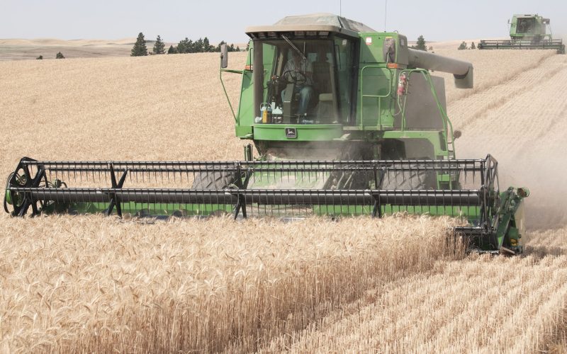 Combines harvesting wheat