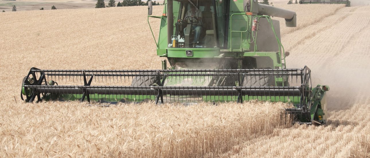 Combines harvesting wheat