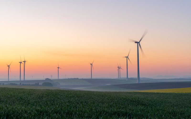 Young wheat in field and wind turbines at sunrise