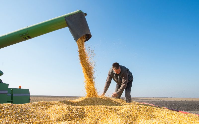 corn harvesting