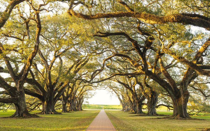 Louisiana Southern Oak Alley Plantation Architecture with Tree Canopy